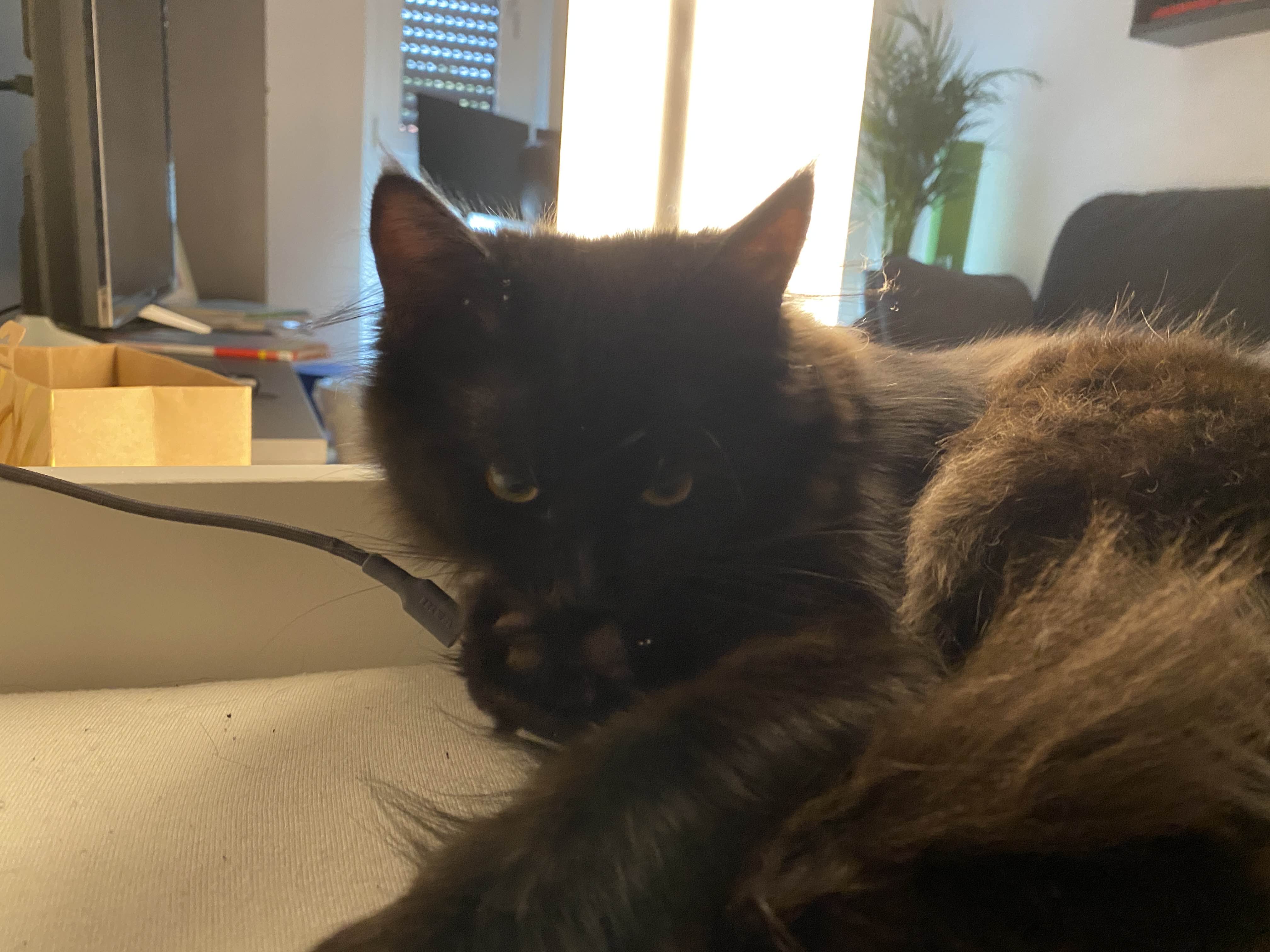 Random cat